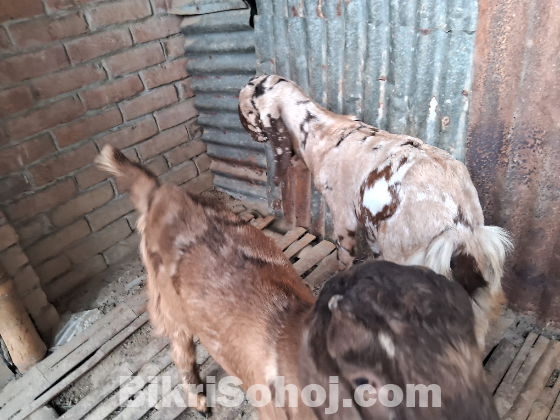 হরিয়ানা ছাগল বিক্রয় করা হইবে।